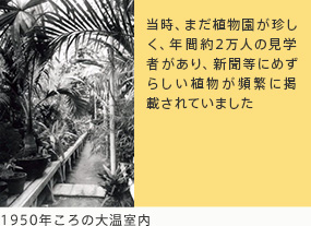 1950年ころの大温室内