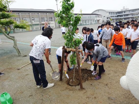 メリー桜プロジェクト　三重県伊勢市立御園小学校