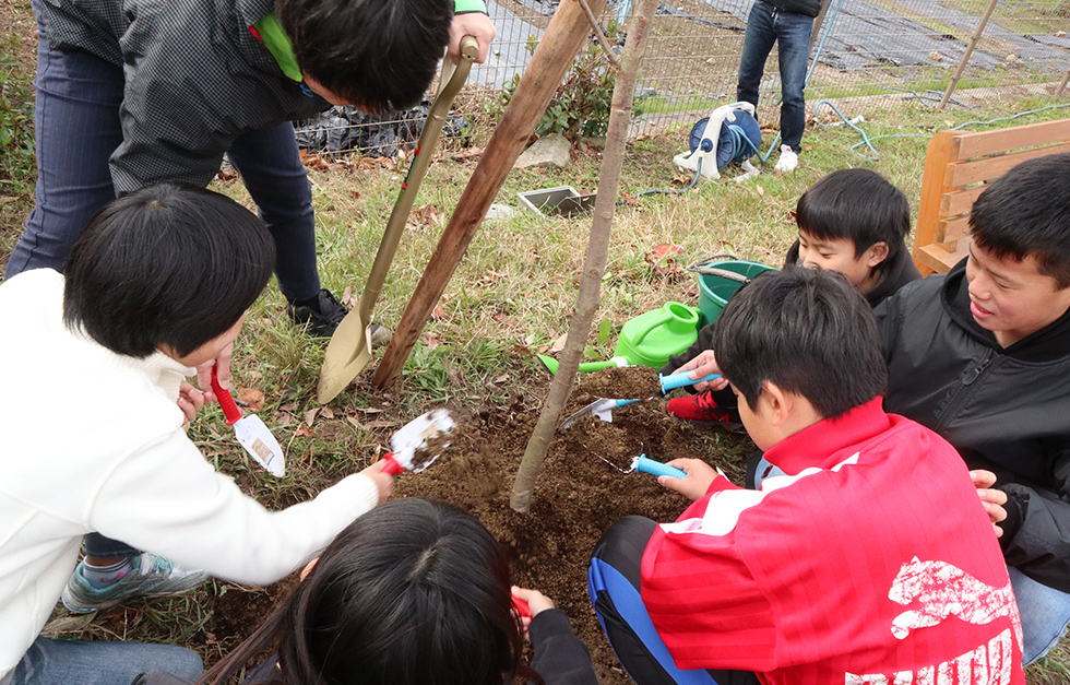 メリー桜プロジェクト　彦根市立若葉小学校