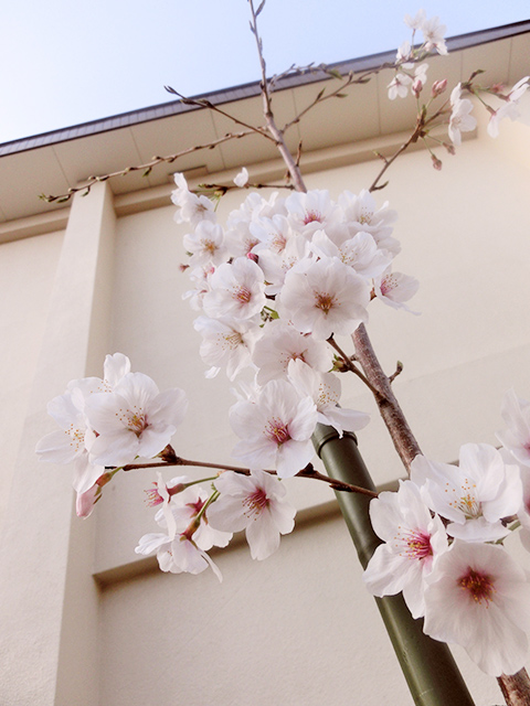 桜が満開でした