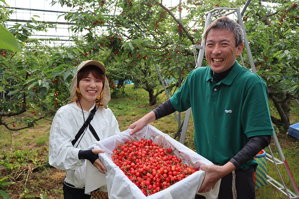 国産果実を使ったゼリー商品の販売を今後も継続するために、メリーチョコレート社員18名がCSV（Creating Shared Value）にチャレンジ　人手不足に悩むサクランボの収穫現場を支援し約750㎏を収穫！