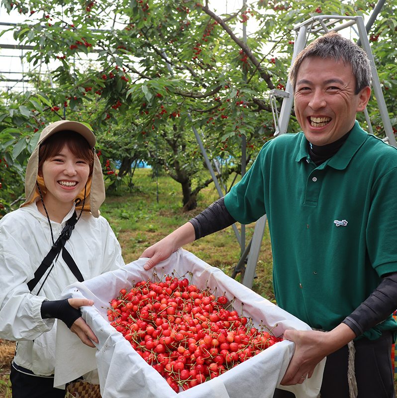 メリー社員が人手不足の山形サクランボ農家の収穫を支援！ 自社商品安定生産につなぐCSV活動に取り組みました。